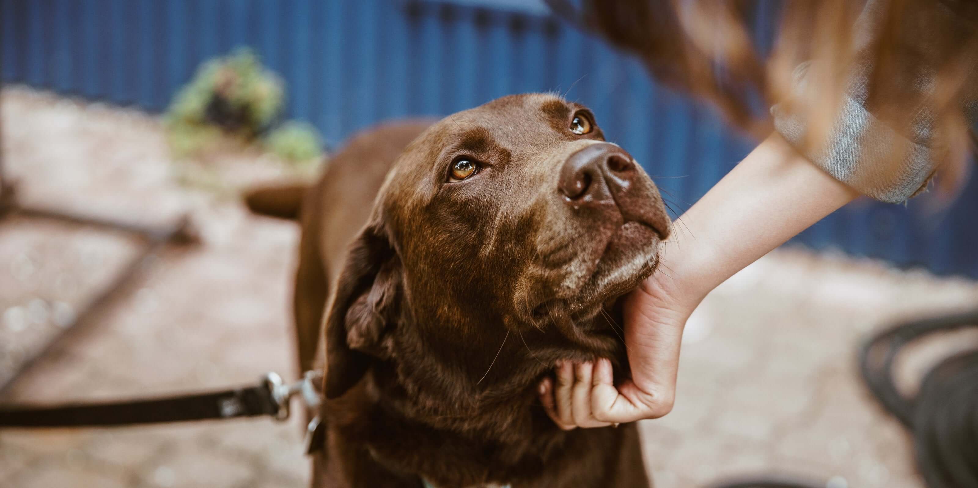 First Aid and Injury Care for Pets