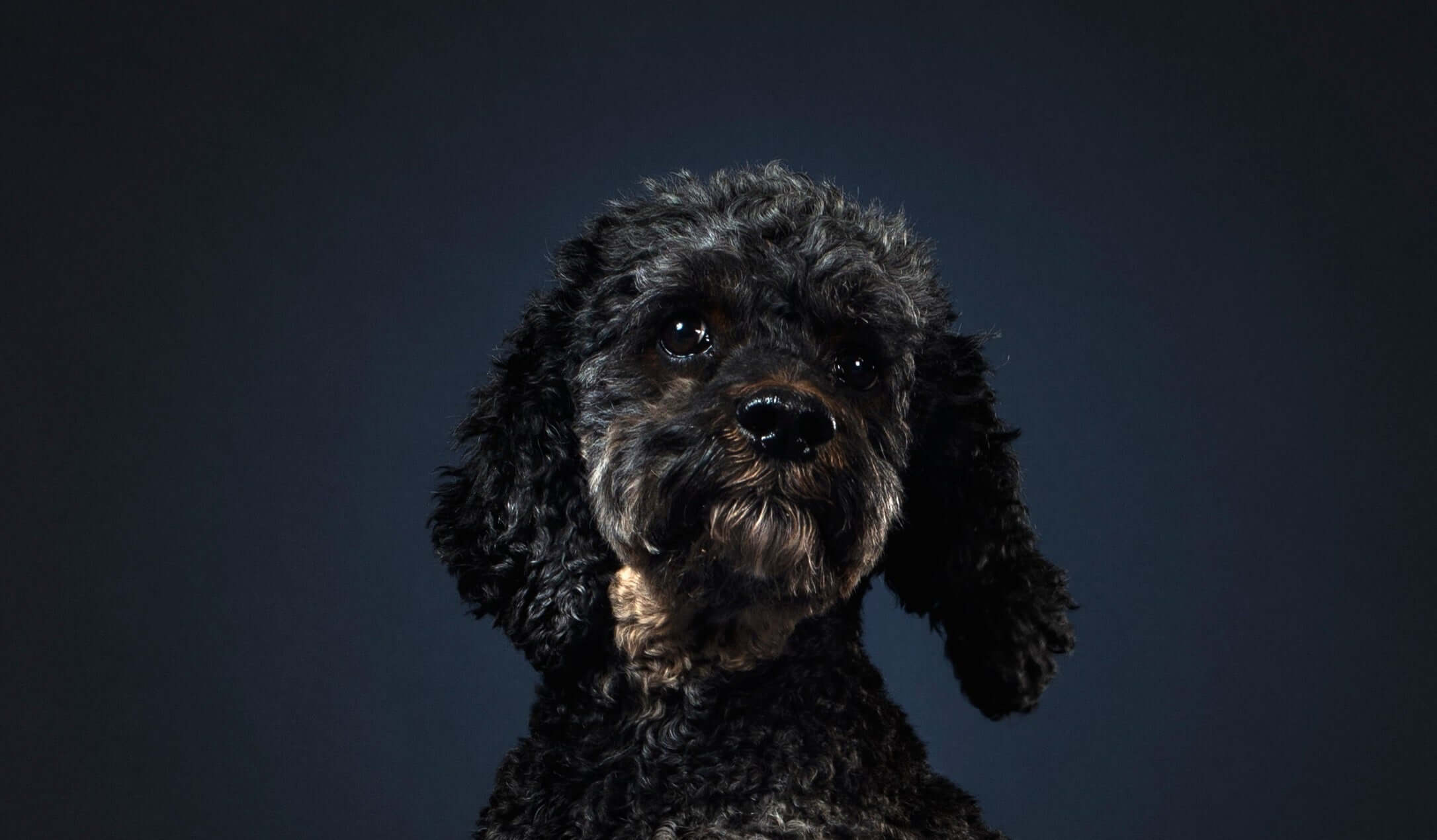 Respiratory and Asthma care for Pets