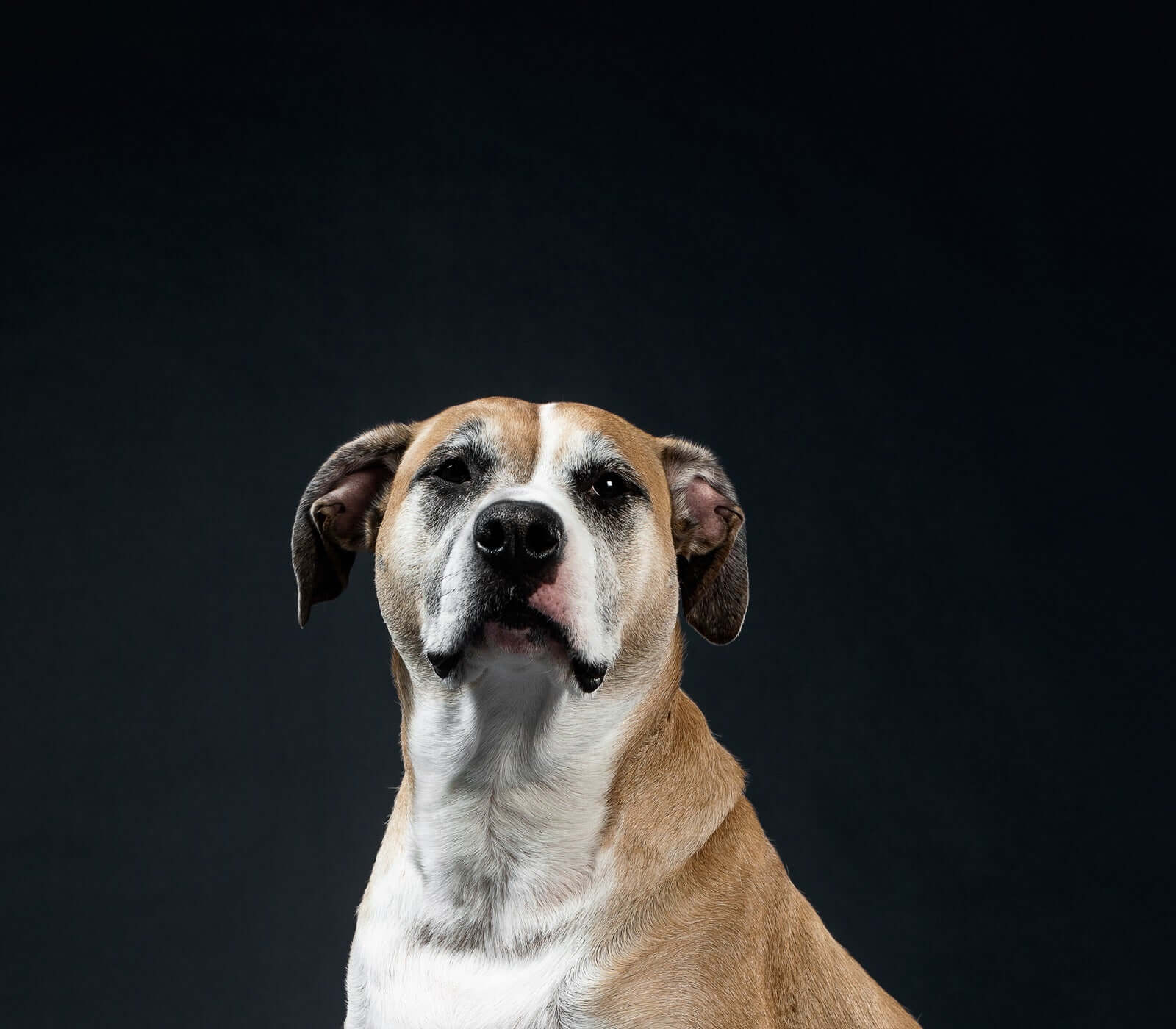 Pet Supplies Store-Trusted and Convenient
