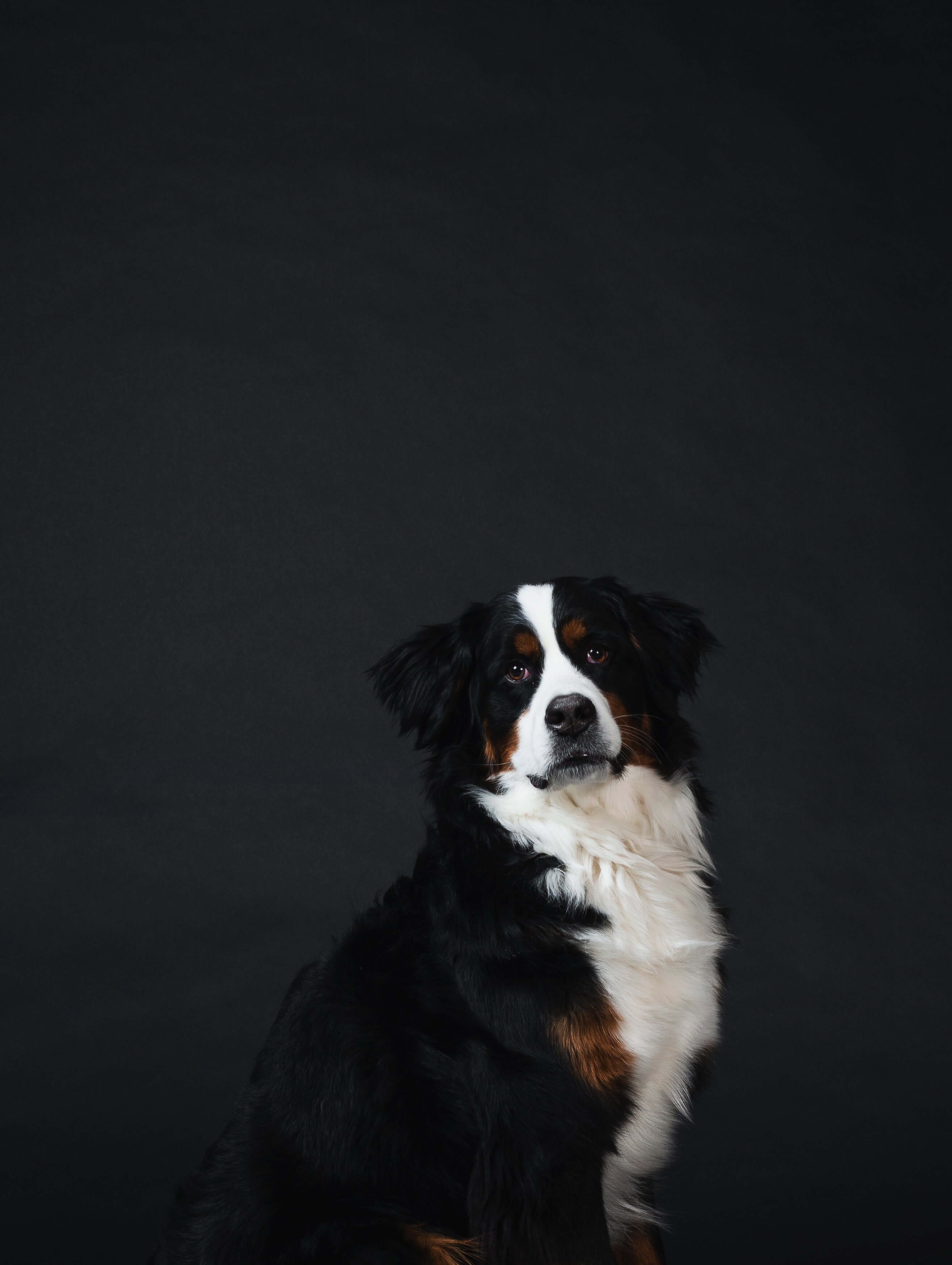 The Top Celebrity Dog Names That Will Make You Howl with Delight!