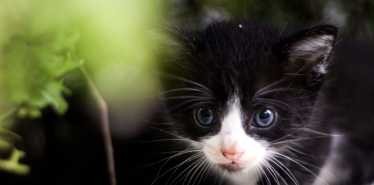 Premium Kitten Food Collection - Shop Now