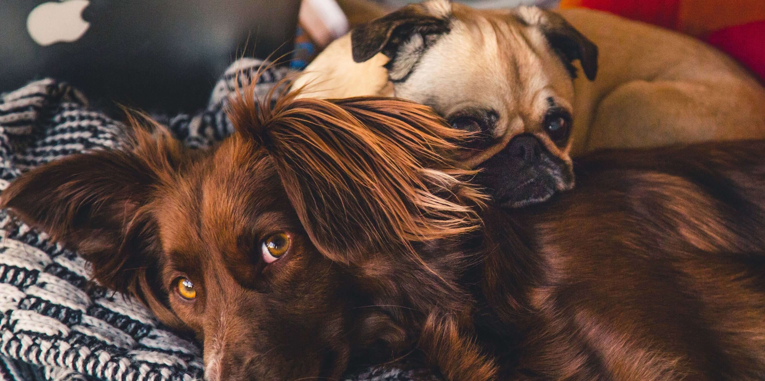 Pain Relief and Arthritis Care for Pets