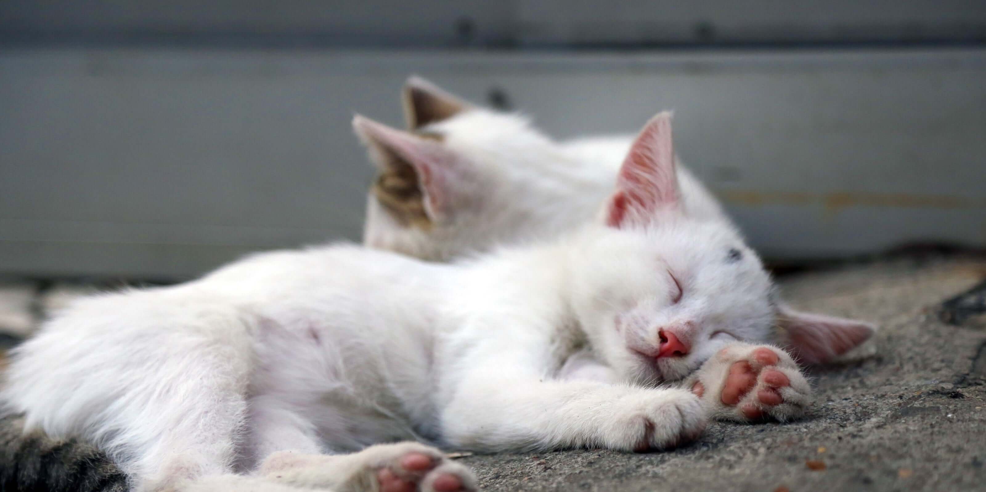 Pregnancy and Hormones for pets
