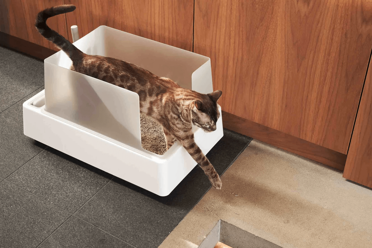 Cat Store and supplies