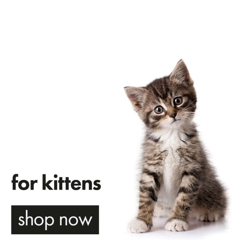 Kitten Supplies